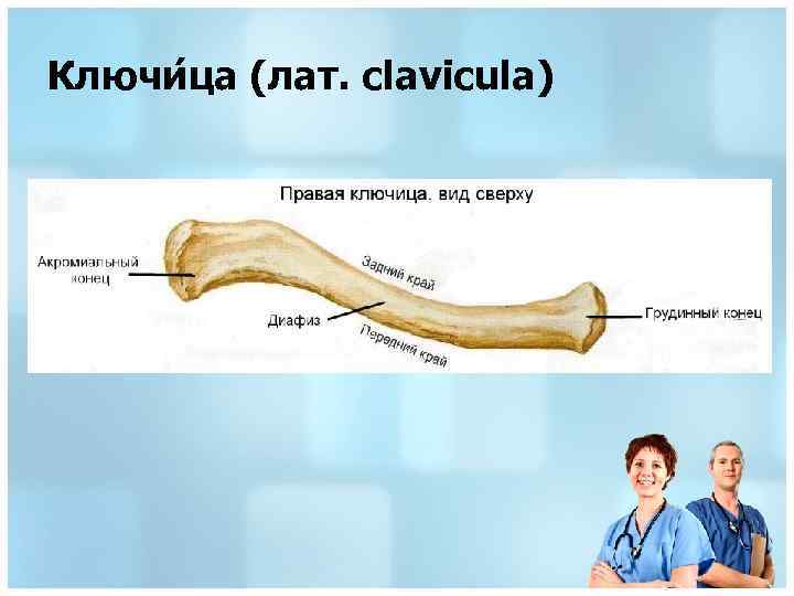 Ключи ца (лат. clavicula) 