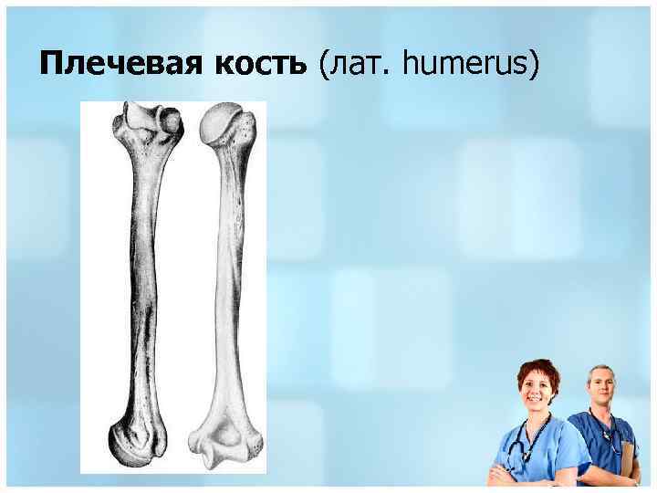 Плечевая кость (лат. humerus) 
