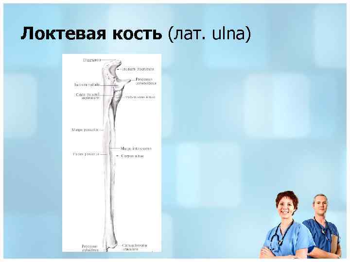 Локтевая кость (лат. ulna) 