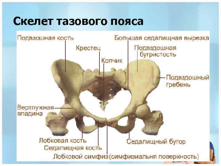 Скелет тазового пояса 