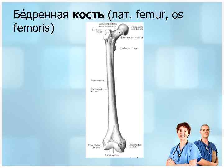 Бе дренная кость (лат. femur, os femoris) 