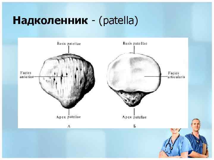 Надколенник. Надколенник вид спереди и сзади. Надколенник анатомия человека. Надколенник Patella. Надколенник анатомия кости.