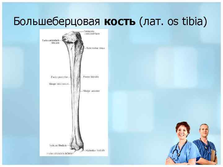 Большеберцовая кость (лат. os tibia) 