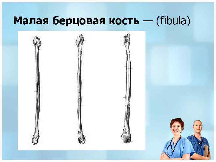 Малая берцовая кость — (fibula) 