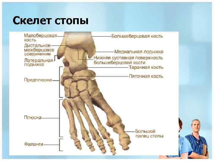 Скелет стопы 
