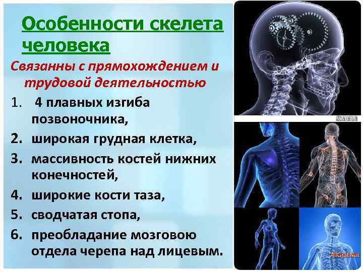 Особенности скелета человека Связанны с прямохождением и трудовой деятельностью 1. 4 плавных изгиба позвоночника,