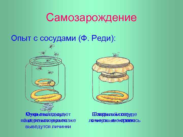 Самозарождение Опыт с сосудами (Ф. Реди): Мухи откладывают Открытый сосуд яйца, из которых позже