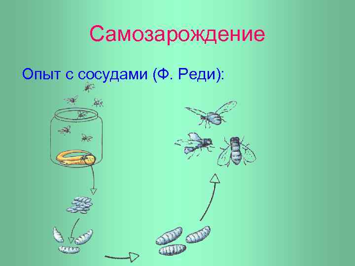 Самозарождение Опыт с сосудами (Ф. Реди): 