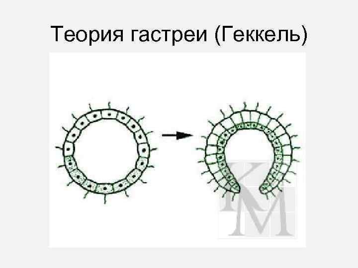 Теория гастреи (Геккель) 