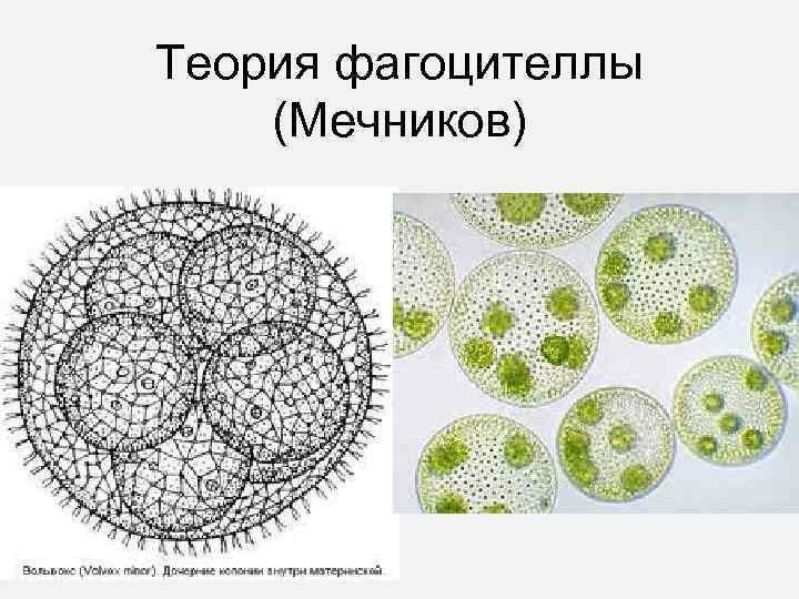 Теория фагоцителлы (Мечников) 