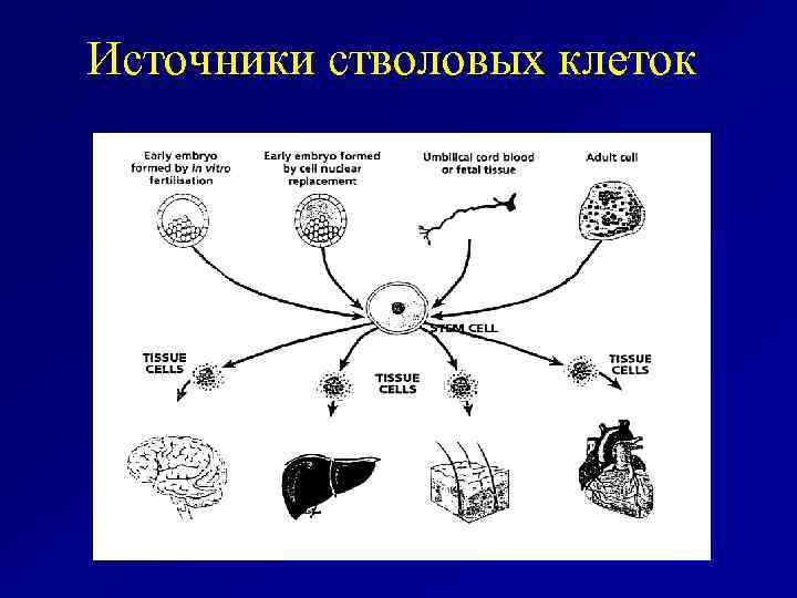 Источники стволовых клеток 