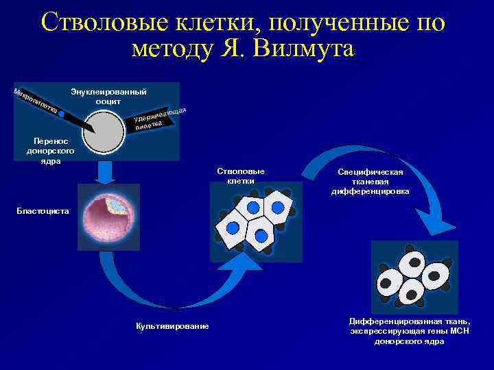 Стволовые клетки, полученные по методу Я. Вилмута Ми кр оп ип етк а Энуклеированный