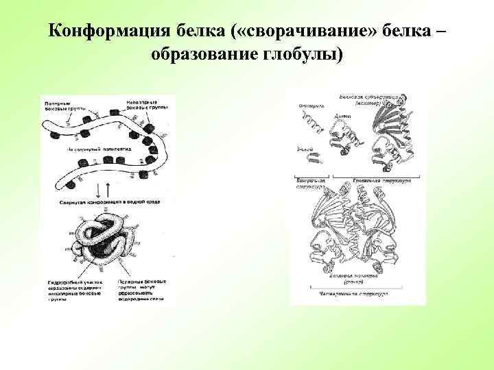 Конформация белка ( «сворачивание» белка – образование глобулы) 