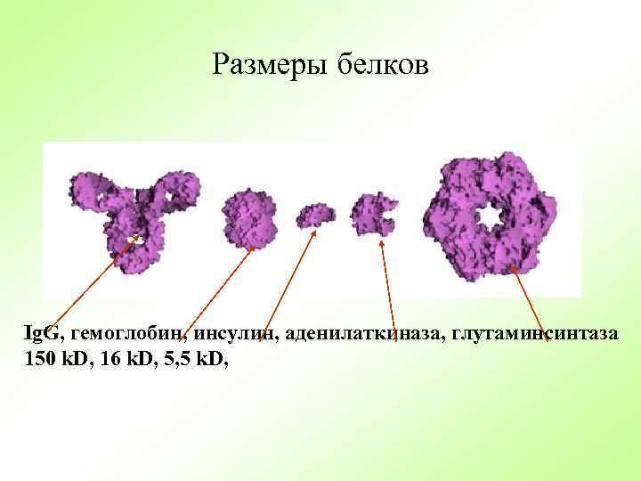 Размеры белков Ig. G, гемоглобин, инсулин, аденилаткиназа, глутаминсинтаза 150 k. D, 16 k. D,