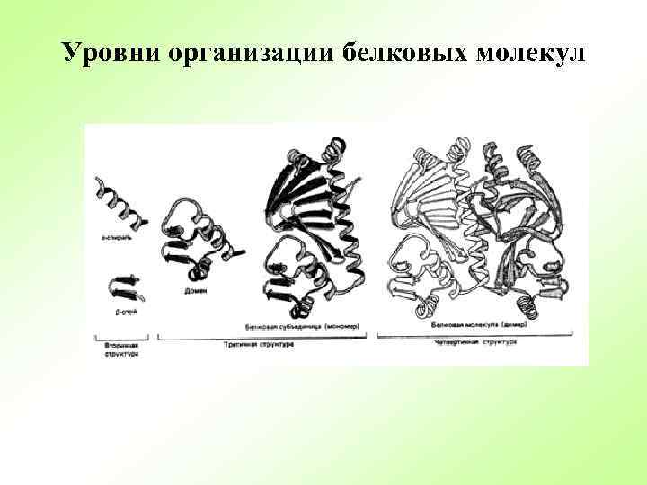 Уровни организации белковых молекул 