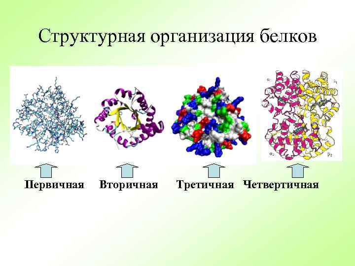 Структурная организация белков Первичная Вторичная Третичная Четвертичная 