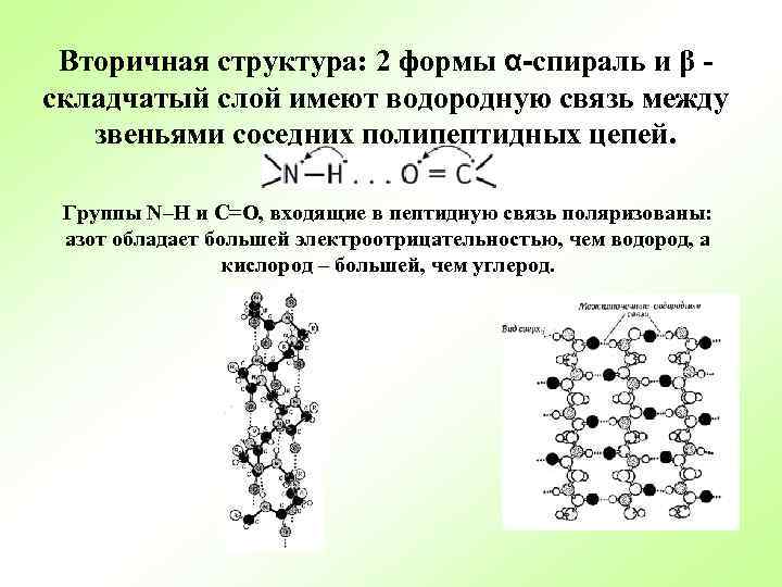 Вторичная структура: 2 формы α-спираль и β складчатый слой имеют водородную связь между звеньями