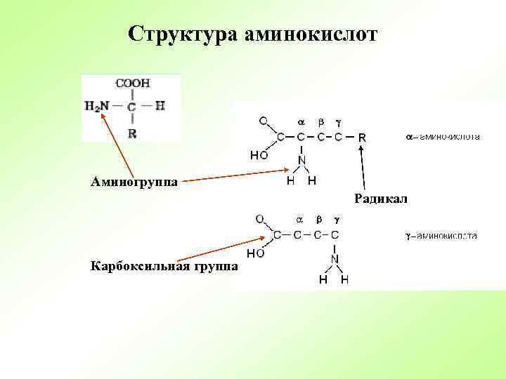 Структура аминокислот Аминогруппа Радикал Карбоксильная группа 