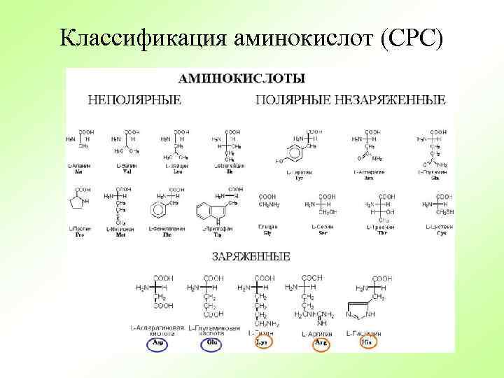 Классификация аминокислот (СРС) 