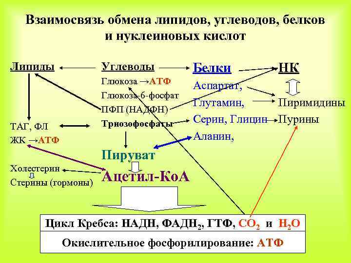 Взаимосвязь обмена липидов, углеводов, белков и нуклеиновых кислот Липиды Углеводы Глюкоза →АТФ Глюкоза-6 -фосфат