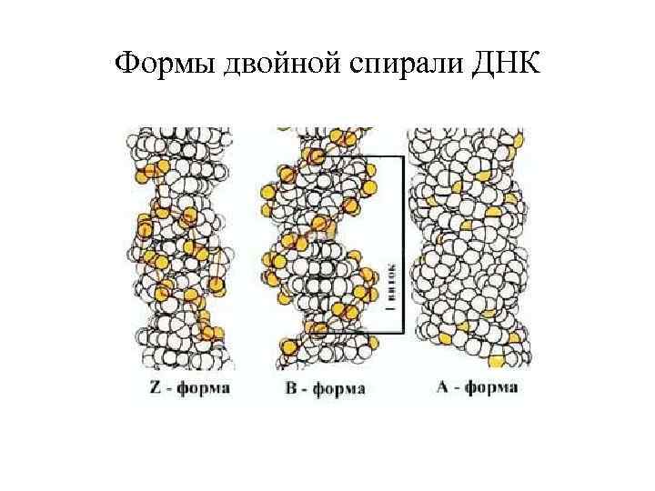 Форма днк. Формы спирали ДНК. Типы спиралей ДНК. Формы двойной спирали. Типы двойных спиралей ДНК.