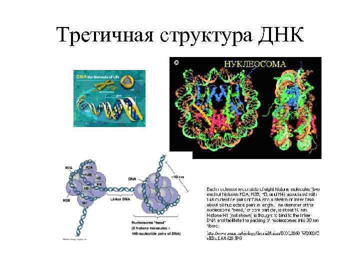 Третичная структура ДНК 
