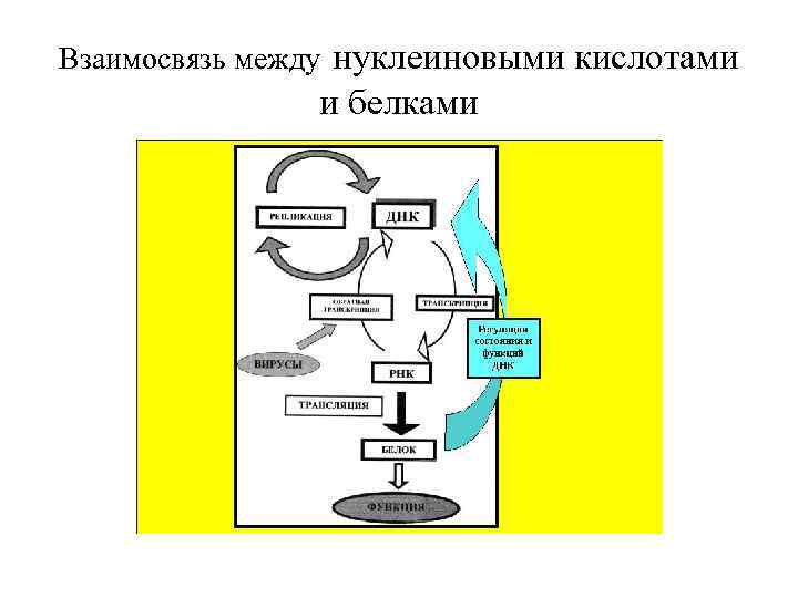 Взаимосвязь между нуклеиновыми кислотами и белками 