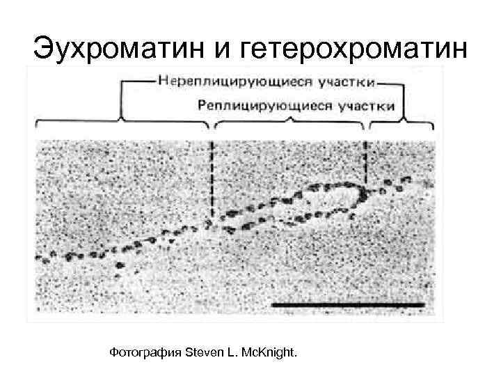 Сравнение эухроматина и гетерохроматина. Эухроматин гистология. Эухроматин содержит структурные гены. Эухроматин биохимия.