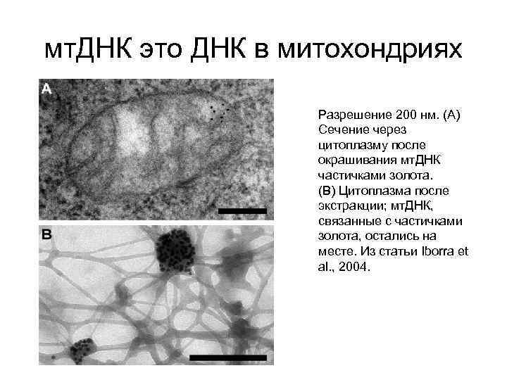 мт. ДНК это ДНК в митохондриях Разрешение 200 нм. (A) Сечение через цитоплазму после