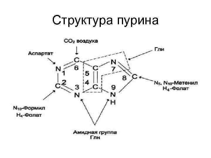 Cтруктура пурина 