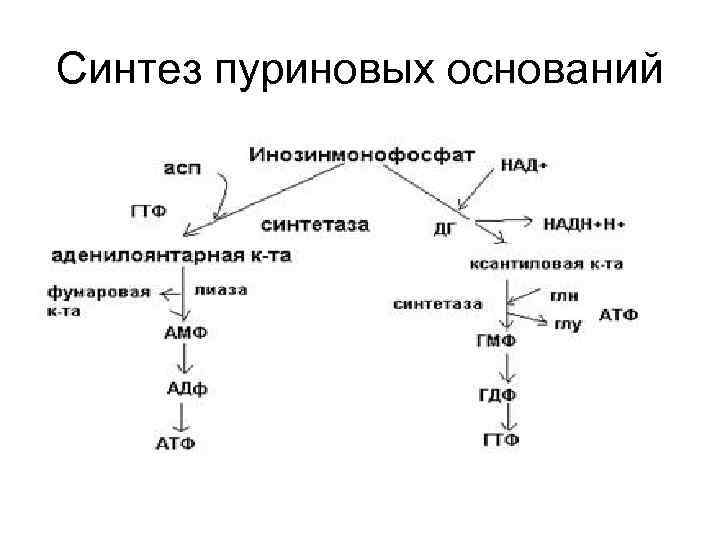 Синтез пуриновых оснований