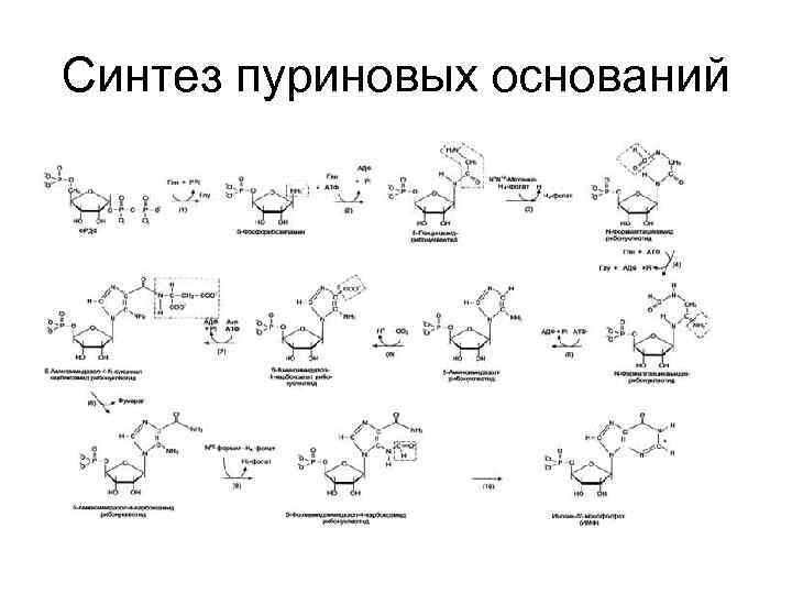 Синтез пуриновых оснований 