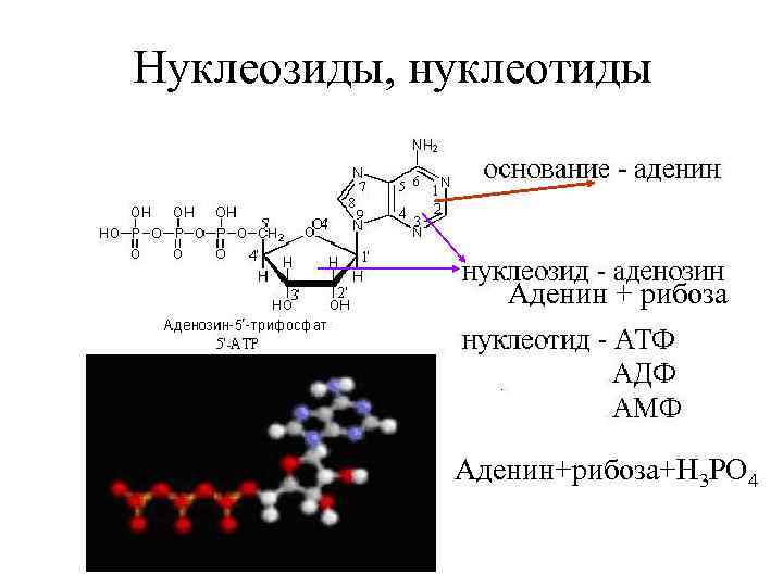 Определите схематическое строение какого вещества изображена на рисунке аденин рибоза