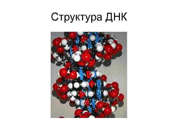 Структура ДНК 