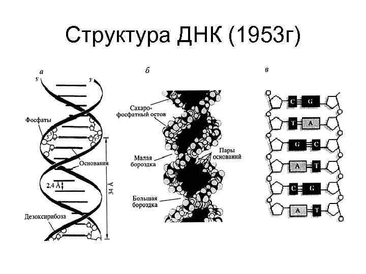Структура ДНК (1953 г) 