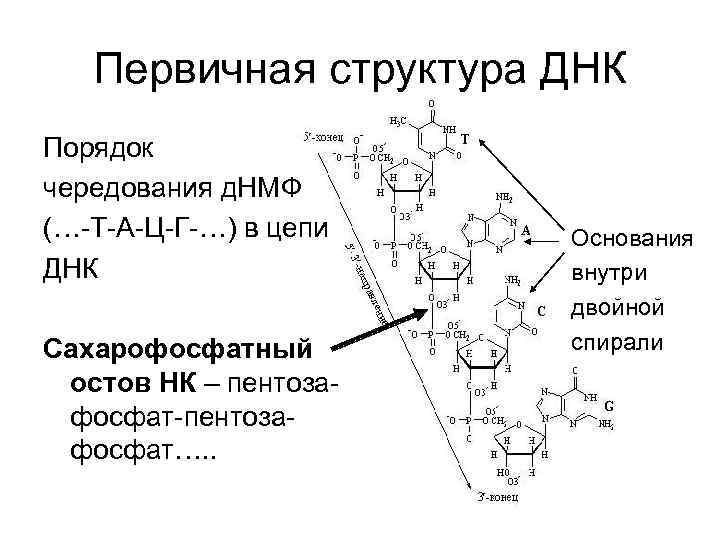 Участок первичной структуры днк