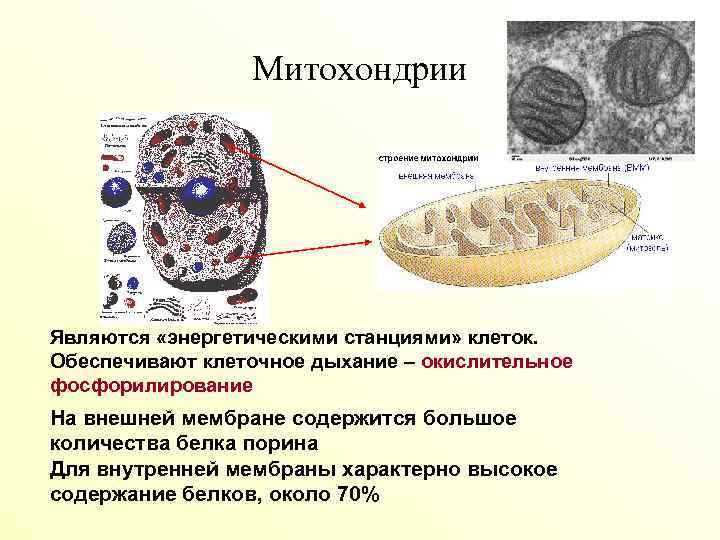 Энергетическая станция клетки. Митохондрии энергетические станции клетки. Митохондрии являются. Митохондрии являются энергетическими. Митохондрии эукариот.