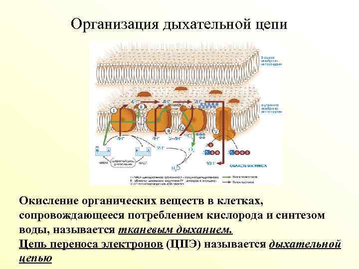 Схема окисления органических веществ