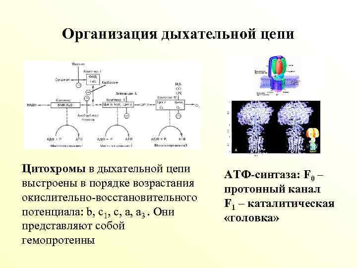 Организация дыхание. Схема дыхательной цепи АТФ синтаза. Характеристика цитохромов в дыхательной цепи. Функции цитохромов в дыхательной цепи. Дыхательная цепь цитохромоксидаза.