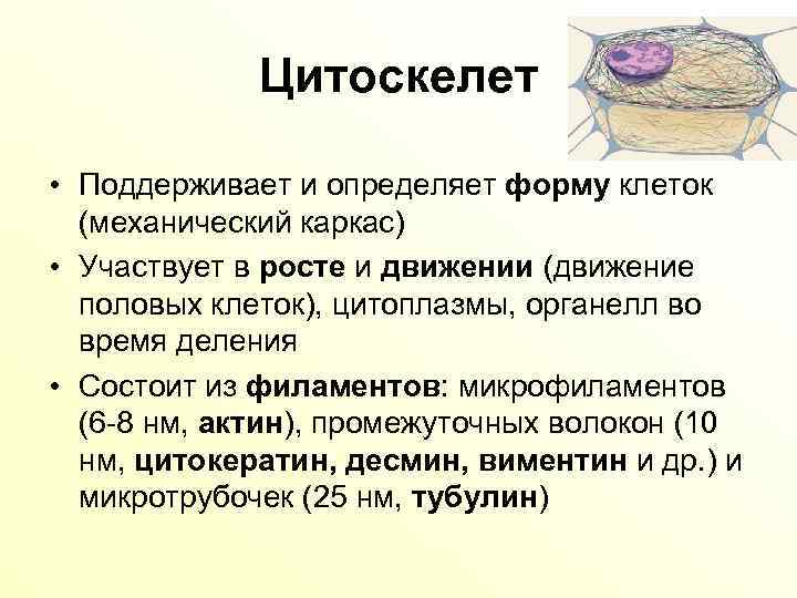 Цитоскелет на рисунке клетки