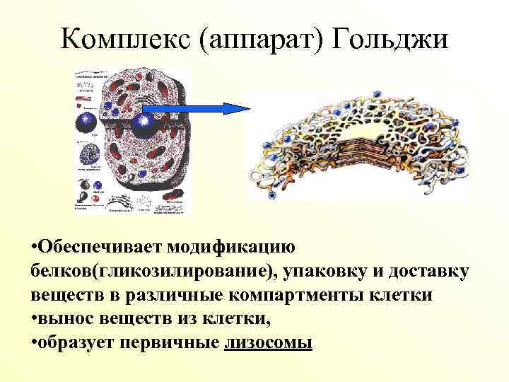 Обеспечивает модификацию белков