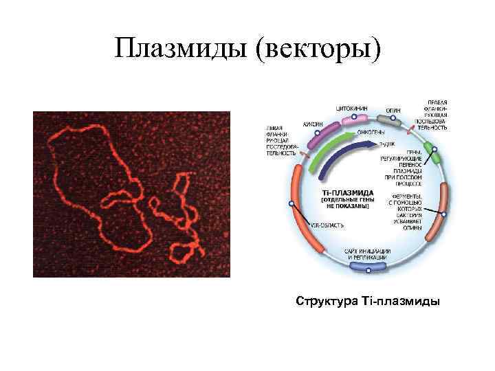 Вирус бактерия или плазмида несущая встроенный фрагмент. Строение плазмиды бактерий. Структура плазмиды. Строение плазмиды. Вирусы и плазмиды.