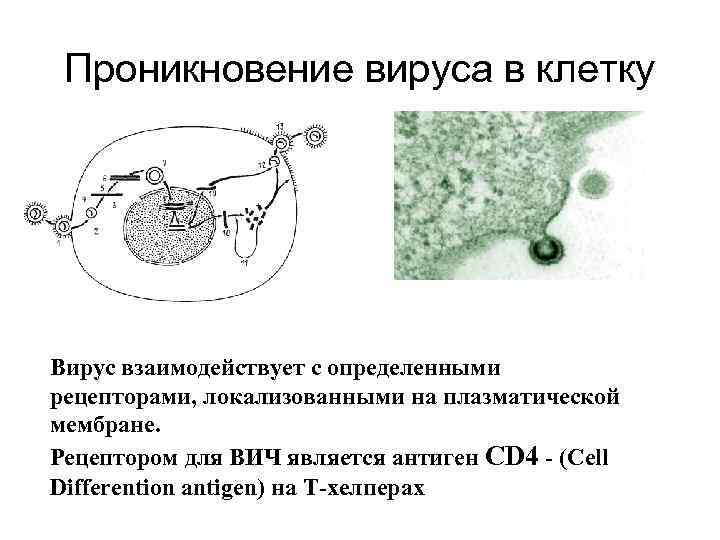 Проникновение вируса в клетку Вирус взаимодействует с определенными рецепторами, локализованными на плазматической мембране. Рецептором