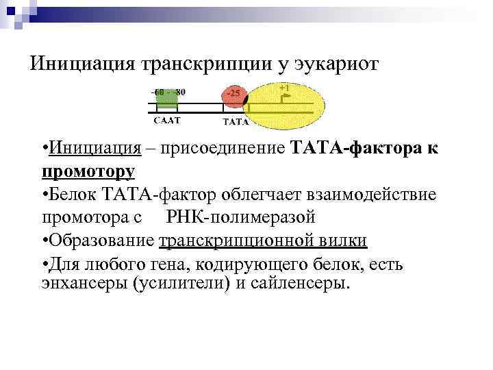 Процесс транскрипции у эукариот. Факторы инициации транскрипции эукариот. Инициация транскрипции у эукариот. Механизм инициации транскрипции эукариот. Элонгация транскрипции у эукариот.