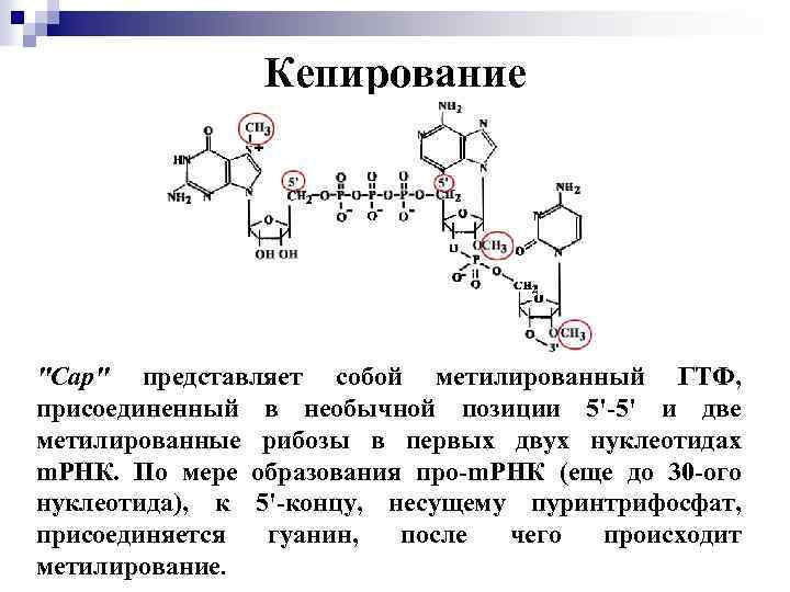 Кепирование "Сар" представляет собой метилированный ГТФ, присоединенный в необычной позиции 5'-5' и две метилированные