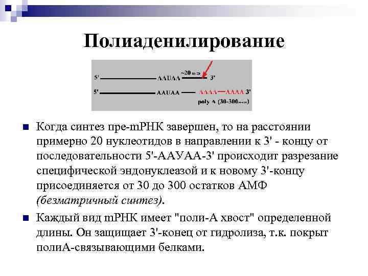 Полиаденилирование n n Когда синтез пре-m. РНК завершен, то на расстоянии примерно 20 нуклеотидов