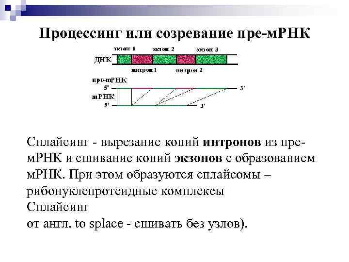 Процессинг или созревание пре-м. РНК Сплайсинг - вырезание копий интронов из прем. РНК и