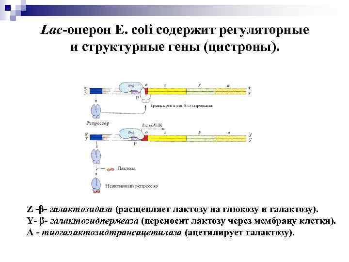 Транскрипция оперона