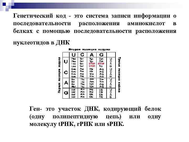 Ядра транскрипция