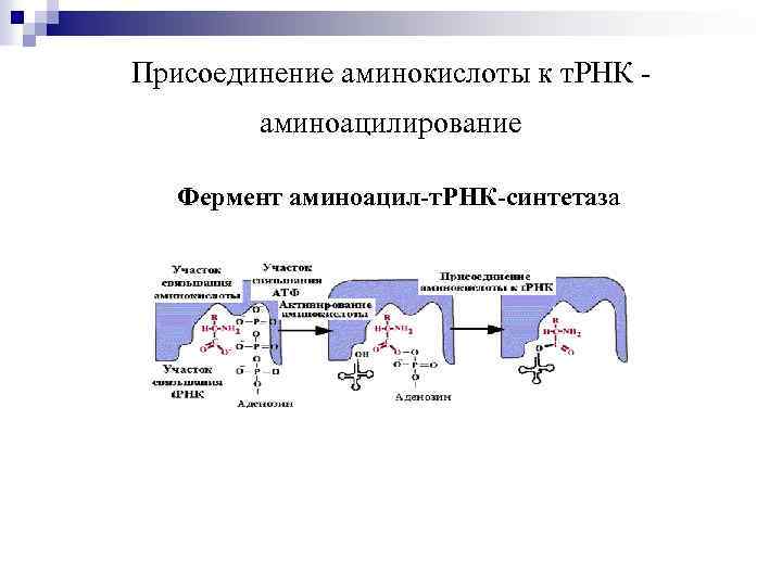 Присоединение аминокислоты к т. РНК аминоацилирование Фермент аминоацил-т. РНК-синтетаза 